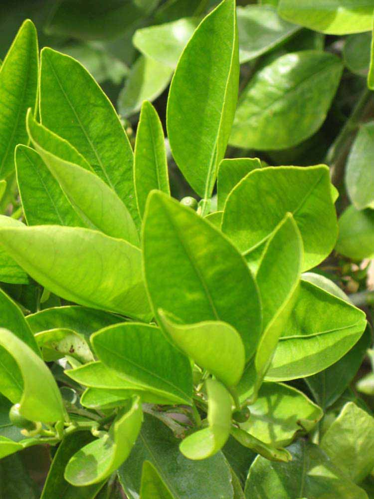              Sun leaves (Riverside, CA)       